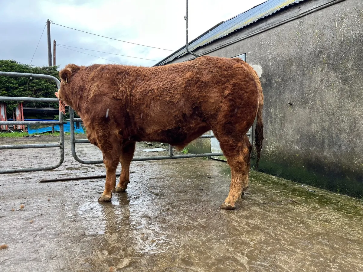 Limousin Bulls - Image 4