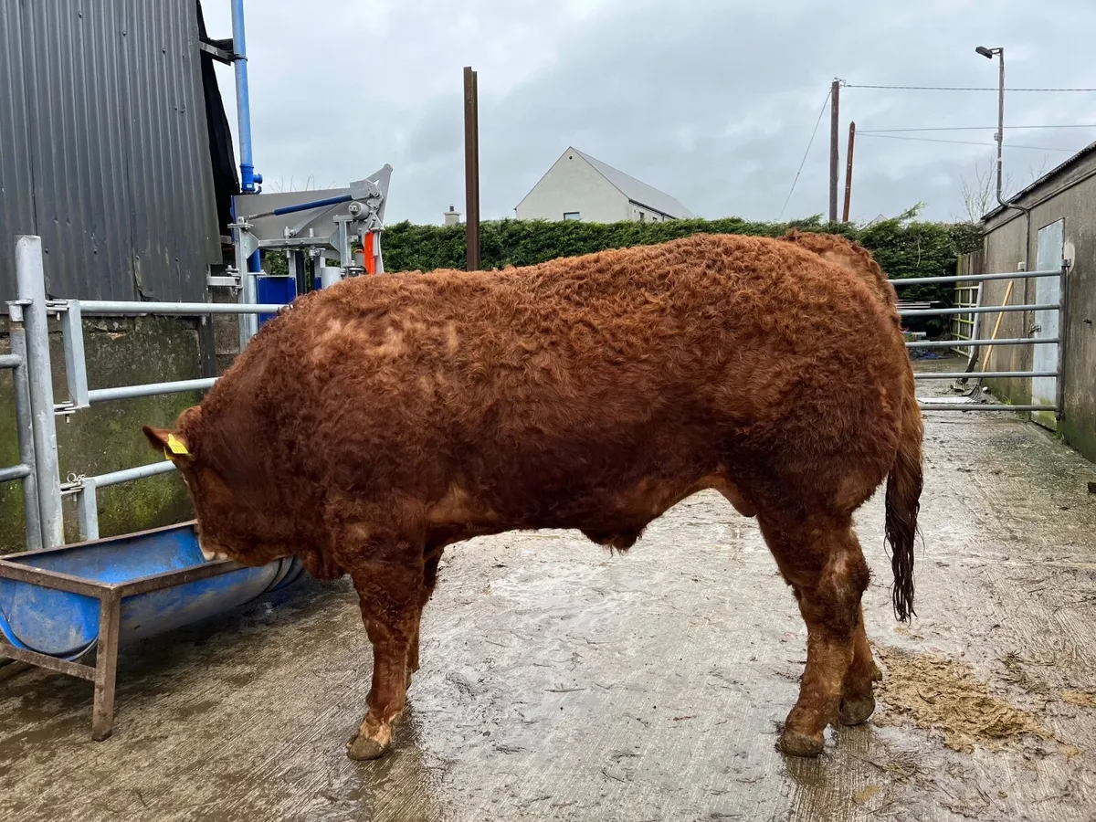 Limousin Bulls - Image 1