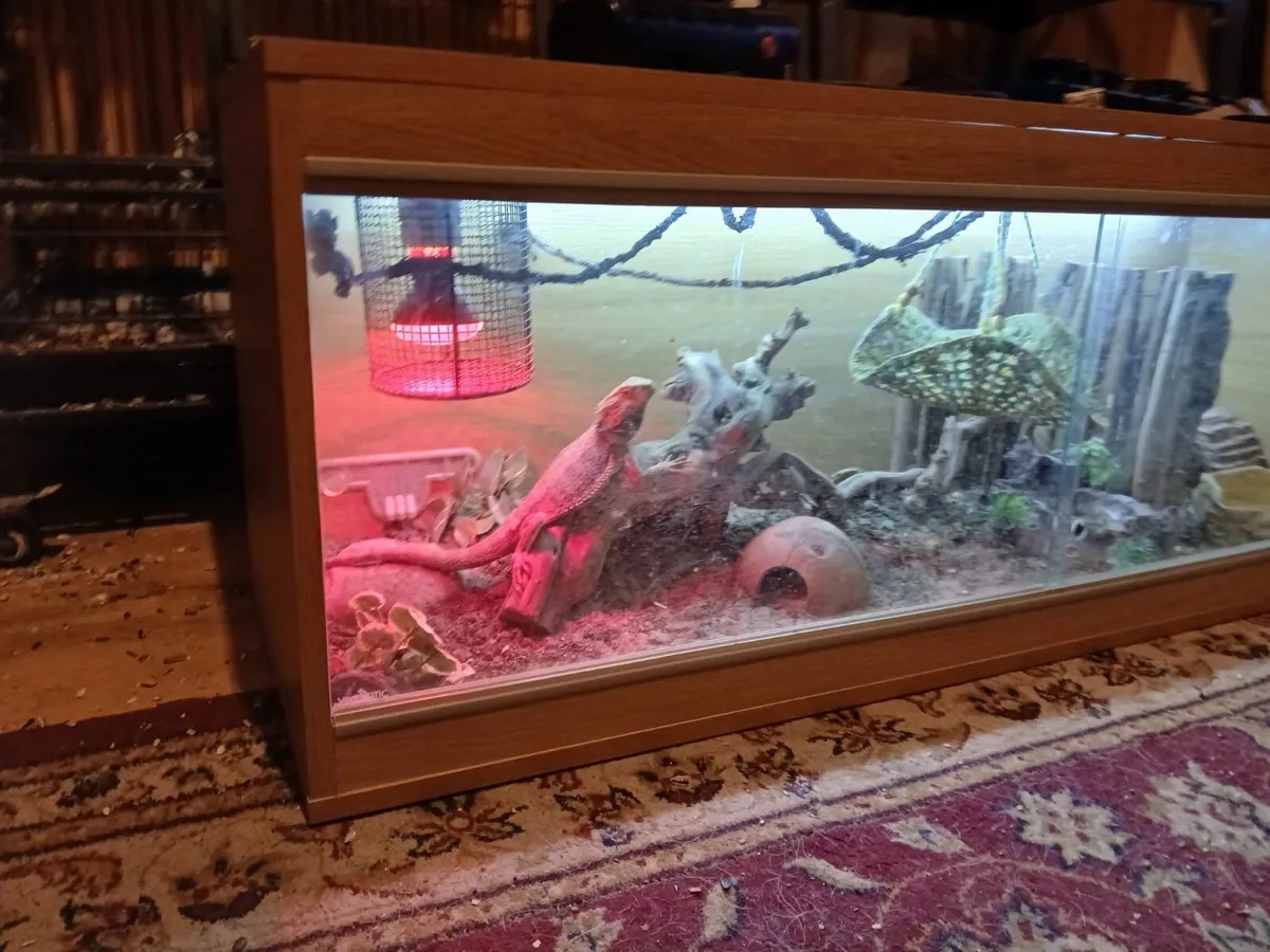 Bearded dragon - Image 1