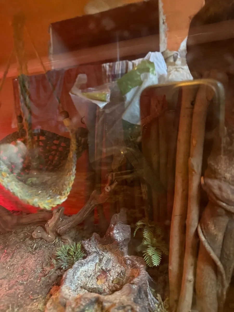 Bearded dragon - Image 2