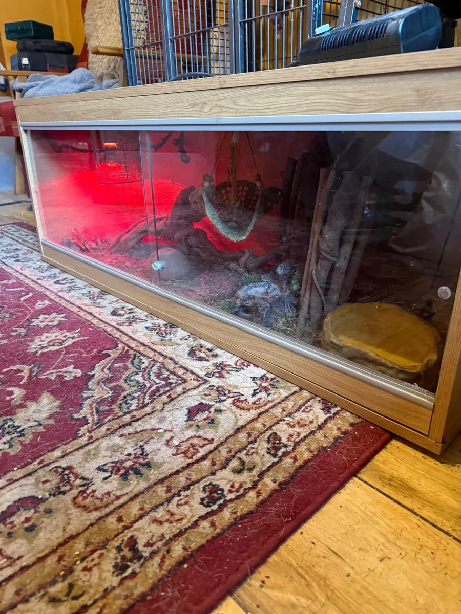 Bearded dragon - Image 3