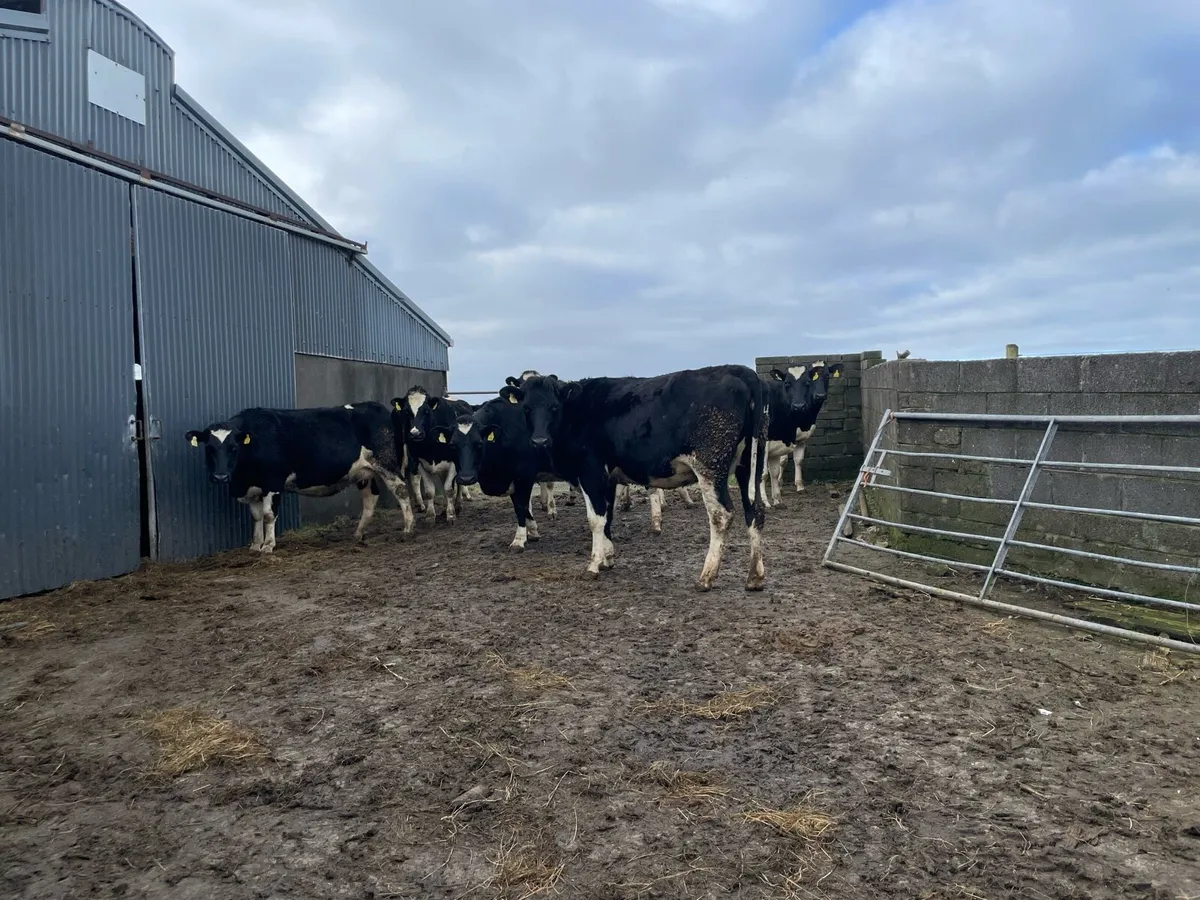 In calf heifers - Image 1