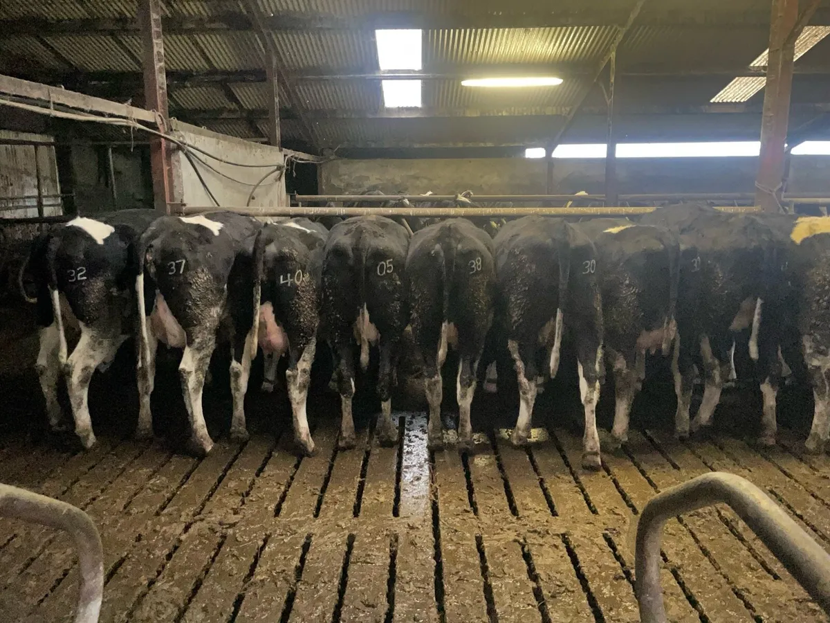 In calf heifers - Image 2