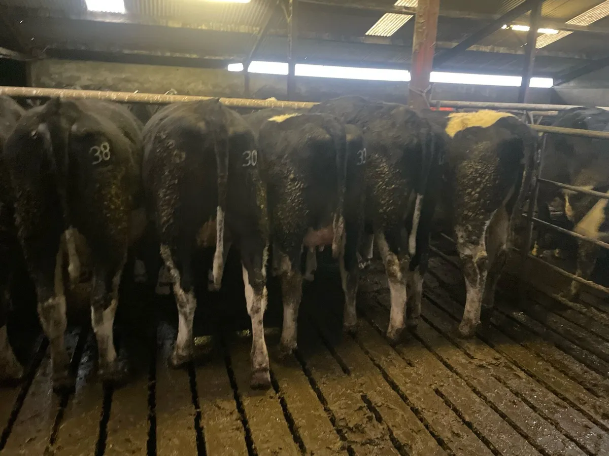 In calf heifers - Image 3