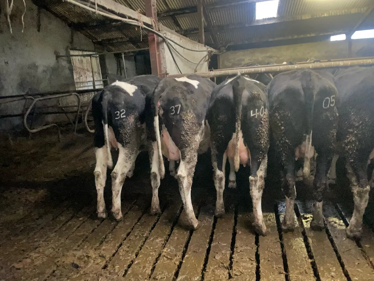 In calf heifers - Image 4