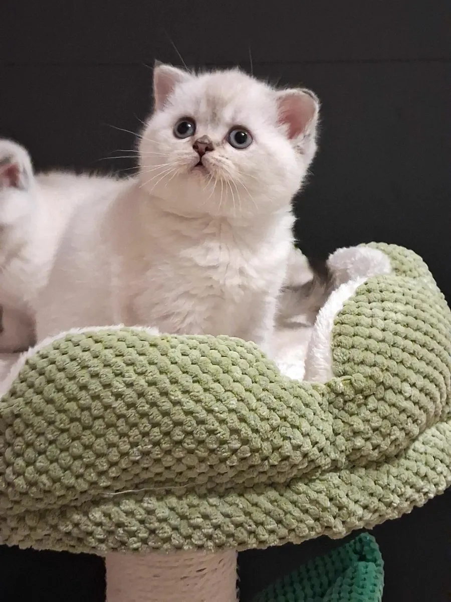 Gorgeous kittens - Image 2