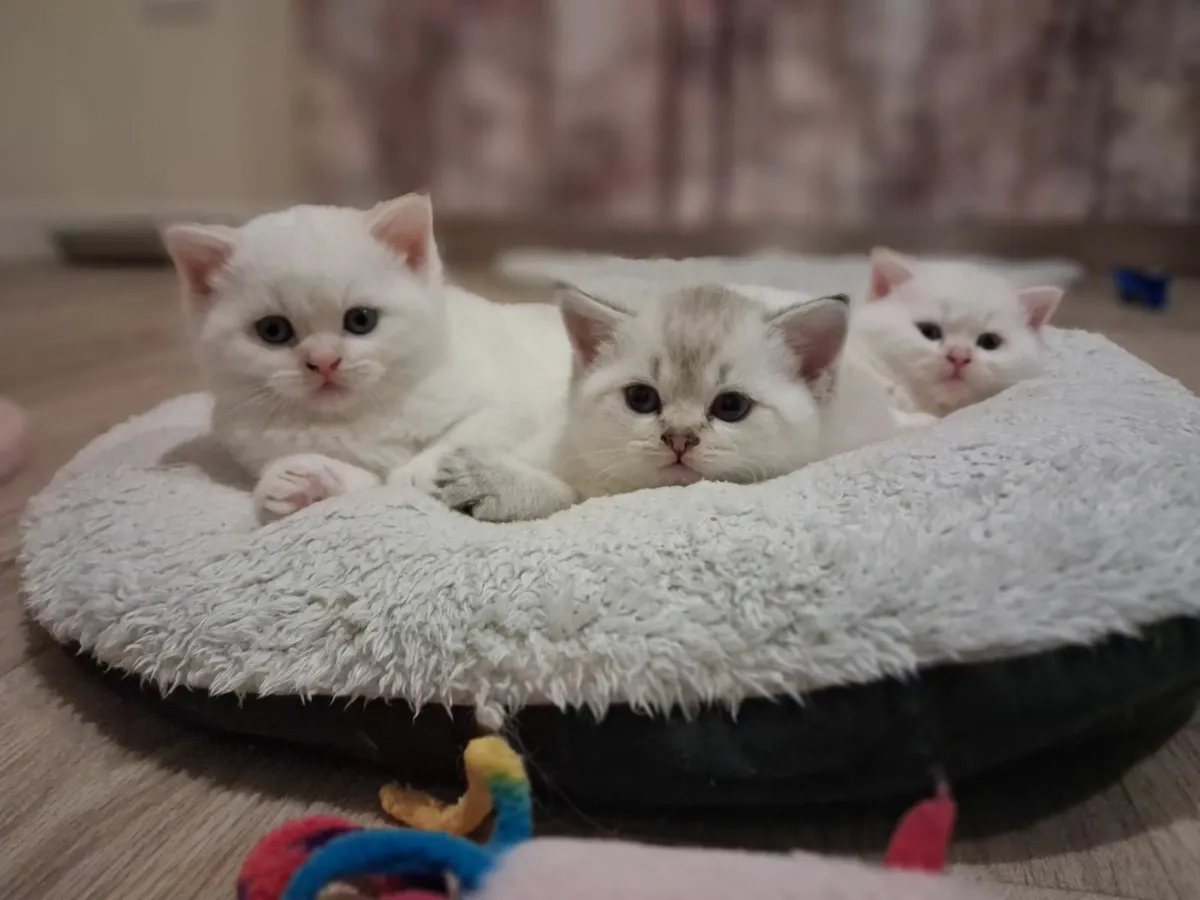 Gorgeous kittens - Image 4