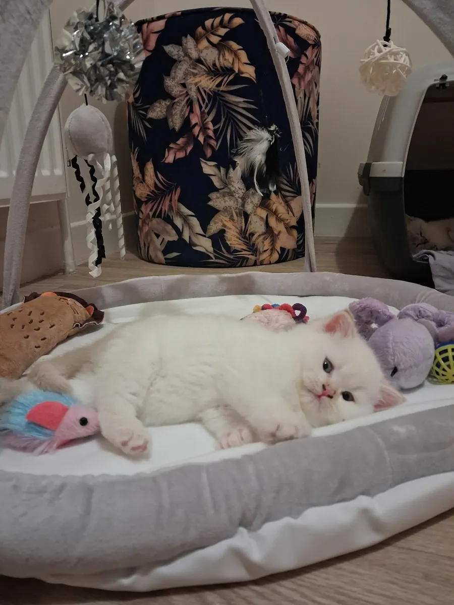 Gorgeous kittens - Image 3