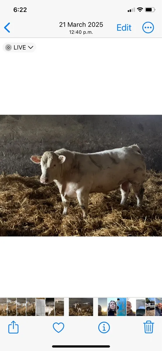 Charolais Balls For Sale, - Image 2