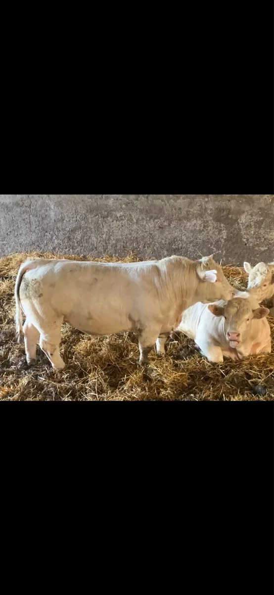 Charolais Balls For Sale, - Image 3