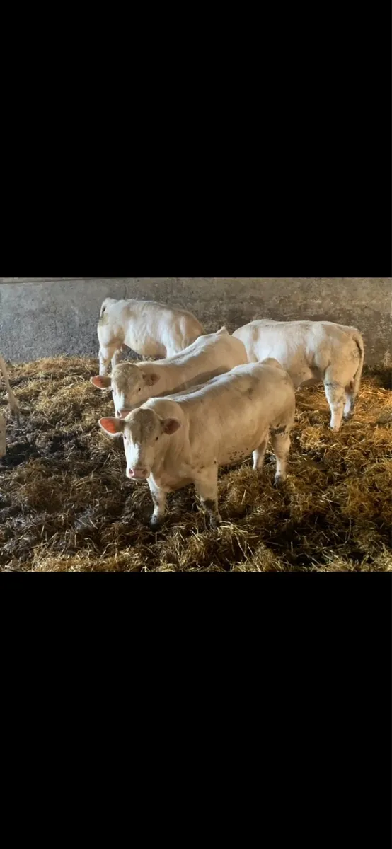 Charolais Balls For Sale, - Image 4