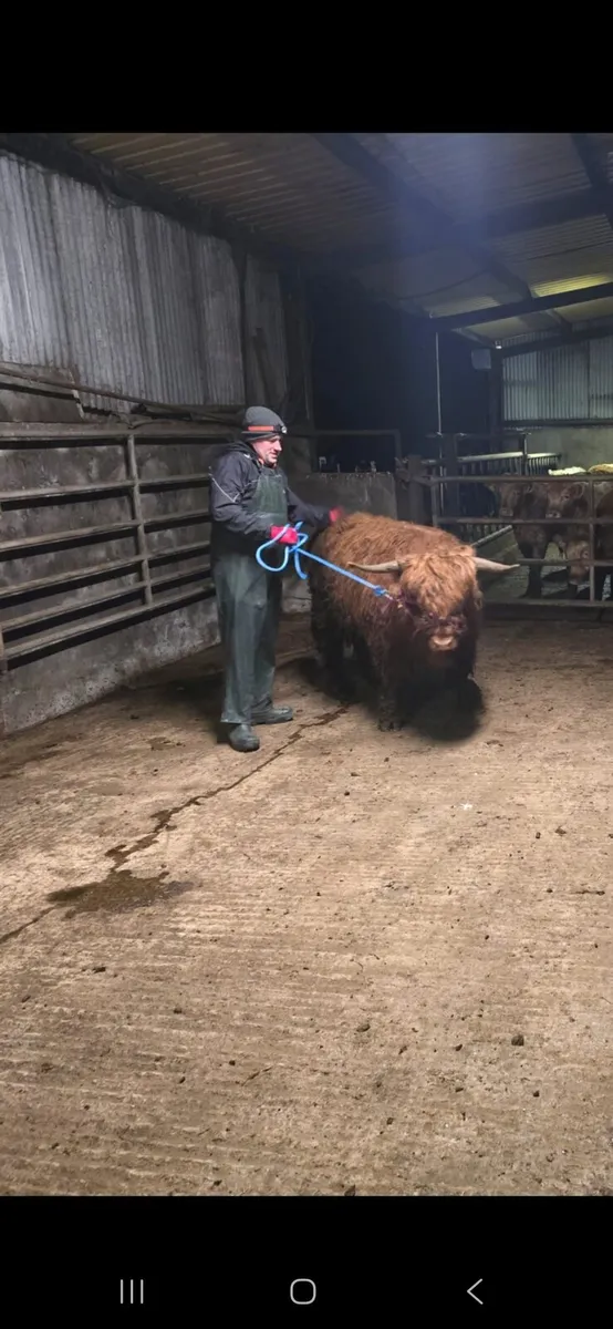 2 x Pedigree Highland Heifers - Image 1