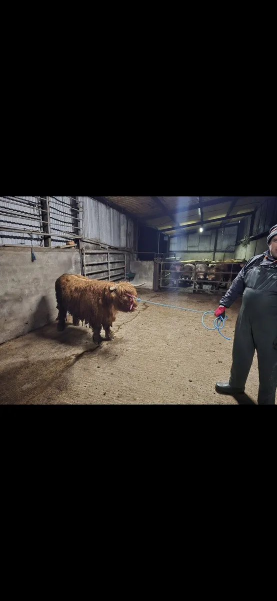 2 x Pedigree Highland Heifers - Image 2