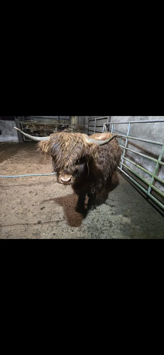 2 x Pedigree Highland Heifers - Image 3