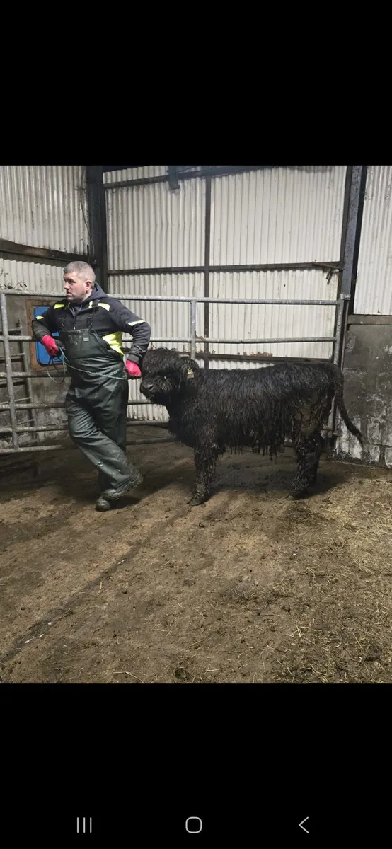 2 x Pedigree Highland Heifers - Image 4