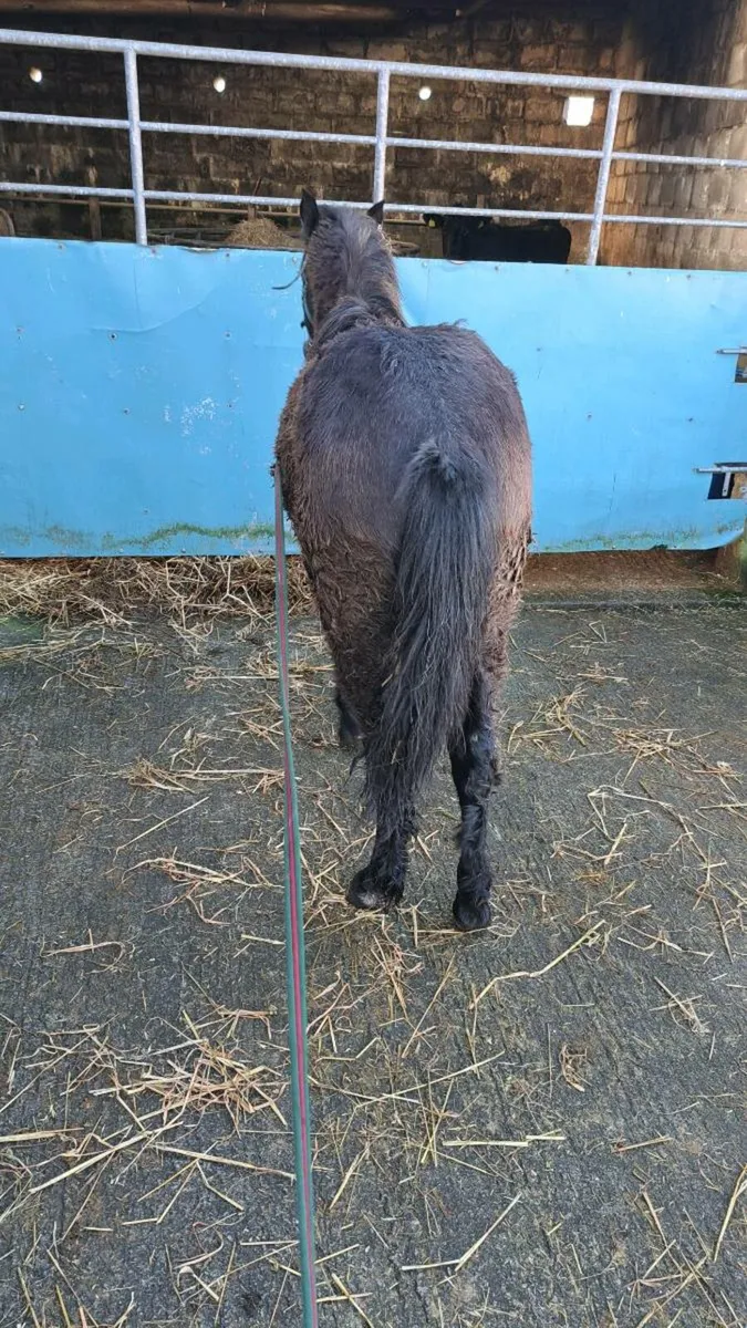 Connemara Colt Foal All Class 1 - Image 1