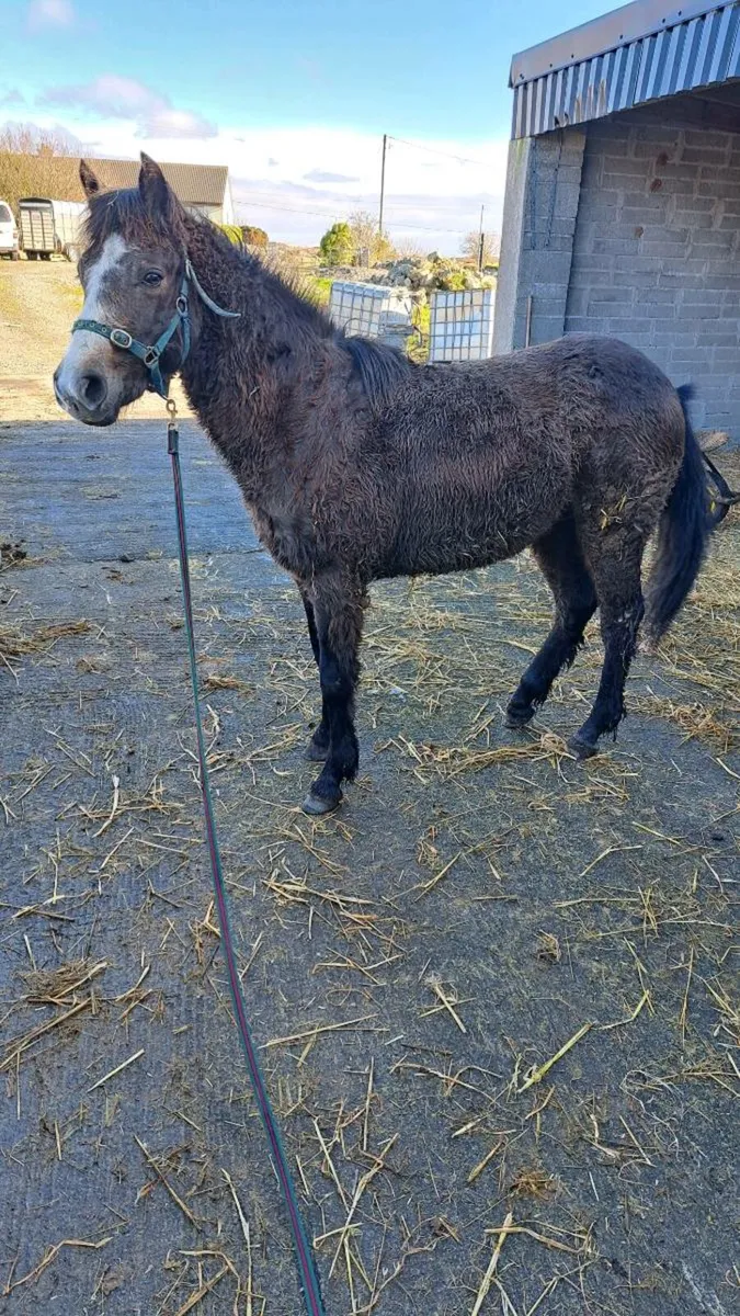 Connemara Colt Foal All Class 1 - Image 2
