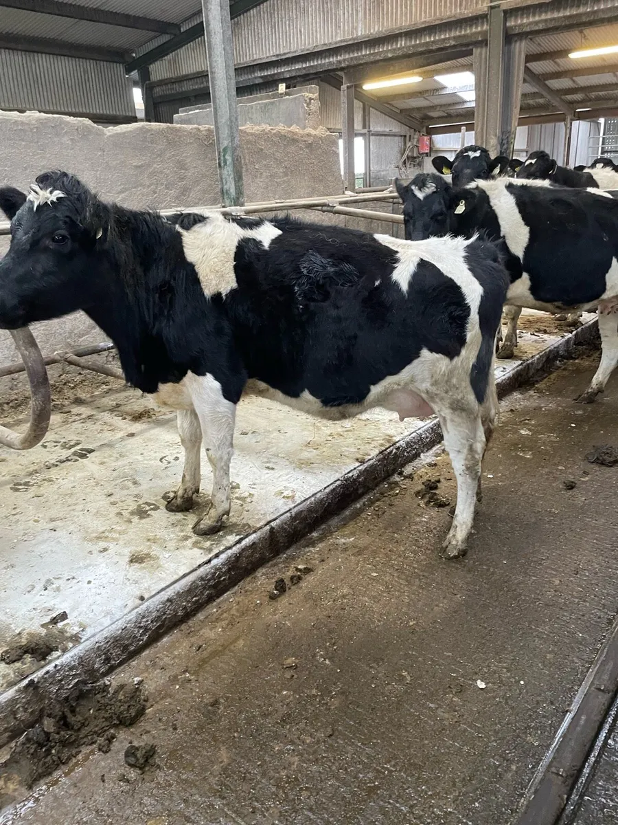 British freisan heifers - Image 2