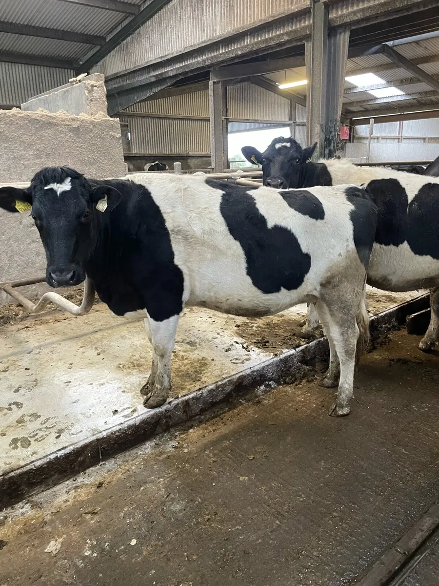 British freisan heifers - Image 3