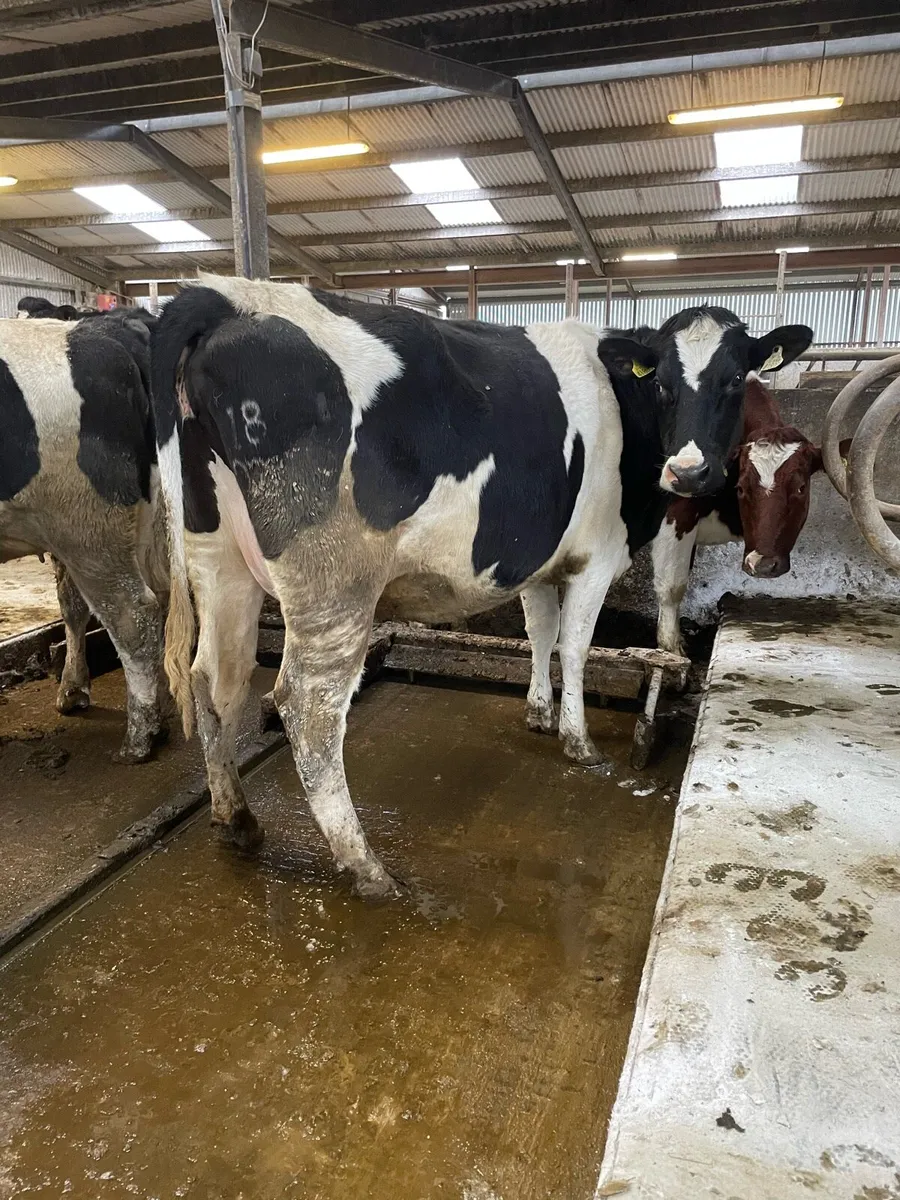 British freisan heifers - Image 1