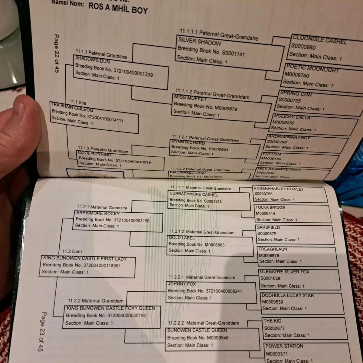 Connemara Colt Foal All Class 1 - Image 3