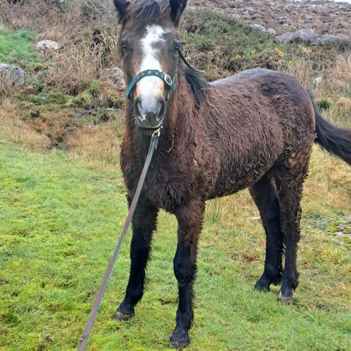 Connemara Colt Foal All Class 1 - Image 4