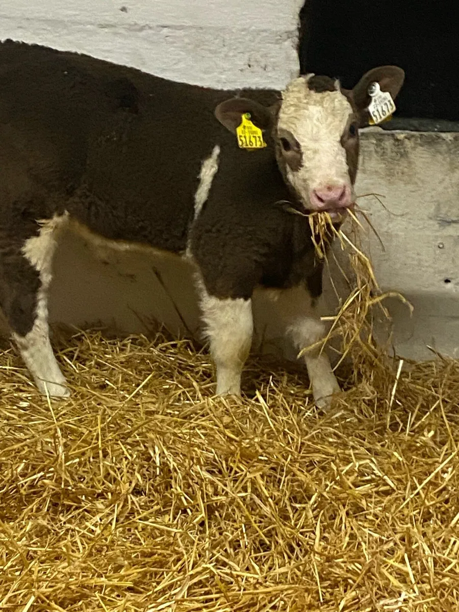 8 SERIOUS QUALITY CONTINENTAL HEIFER CALVES - Image 1
