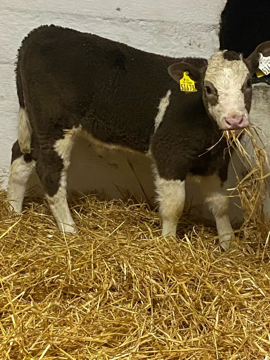 8 SERIOUS QUALITY CONTINENTAL HEIFER CALVES - Image 2