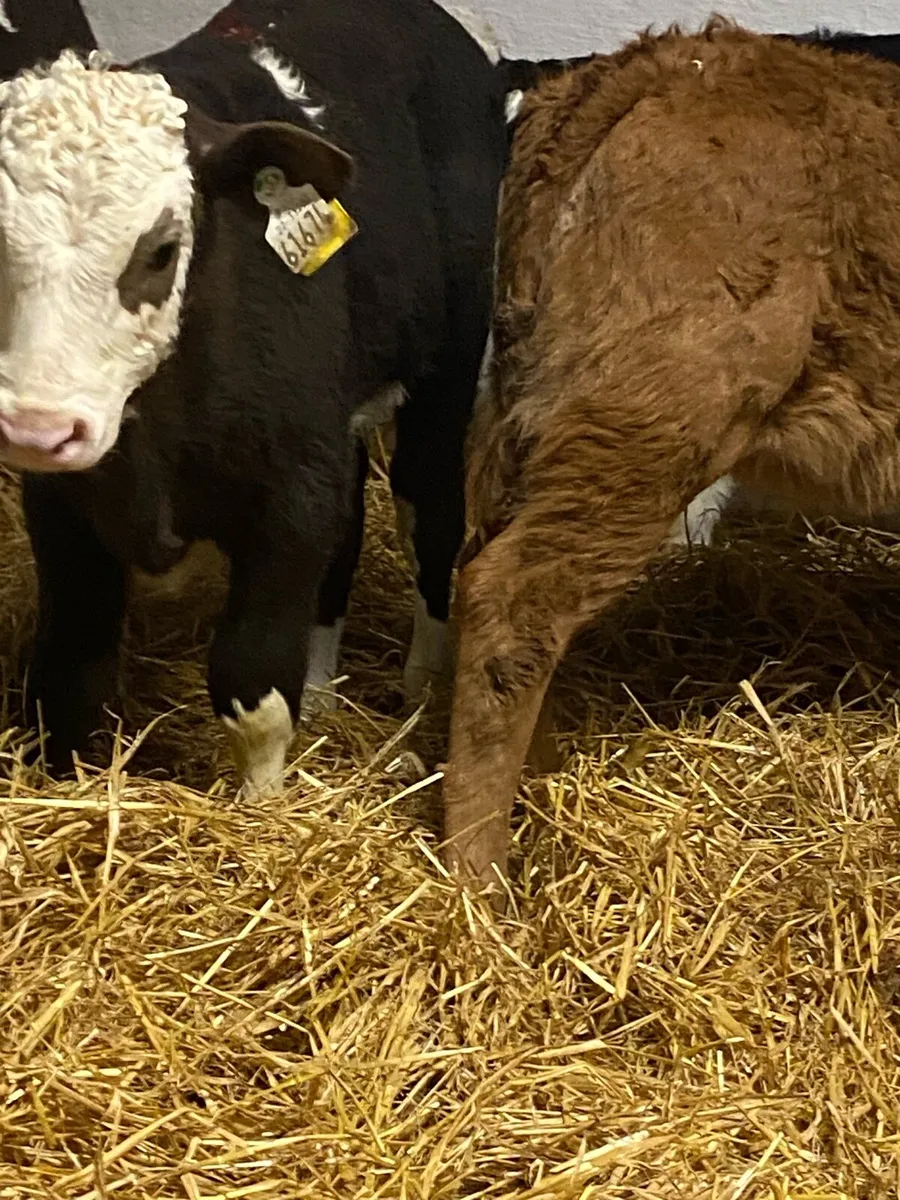 8 SERIOUS QUALITY CONTINENTAL HEIFER CALVES - Image 4