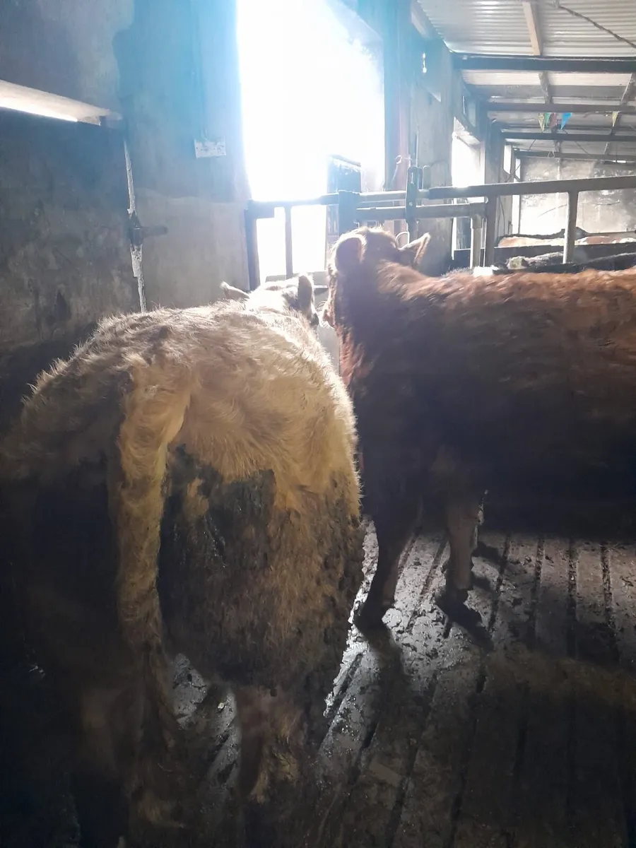 BEEF CATTLE - Image 3