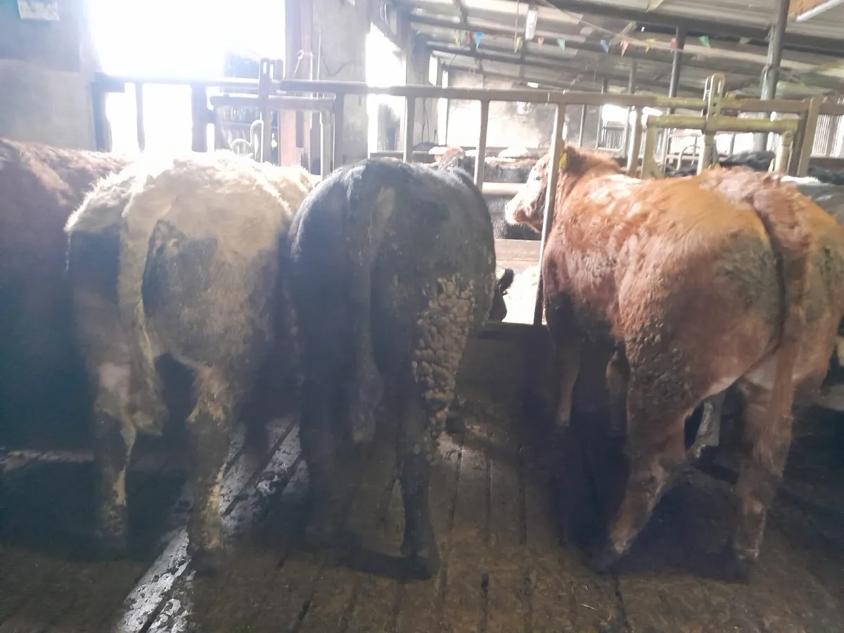 BEEF CATTLE - Image 4