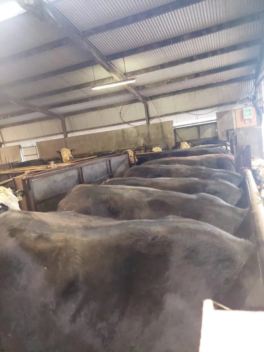 BEEF CATTLE - Image 1