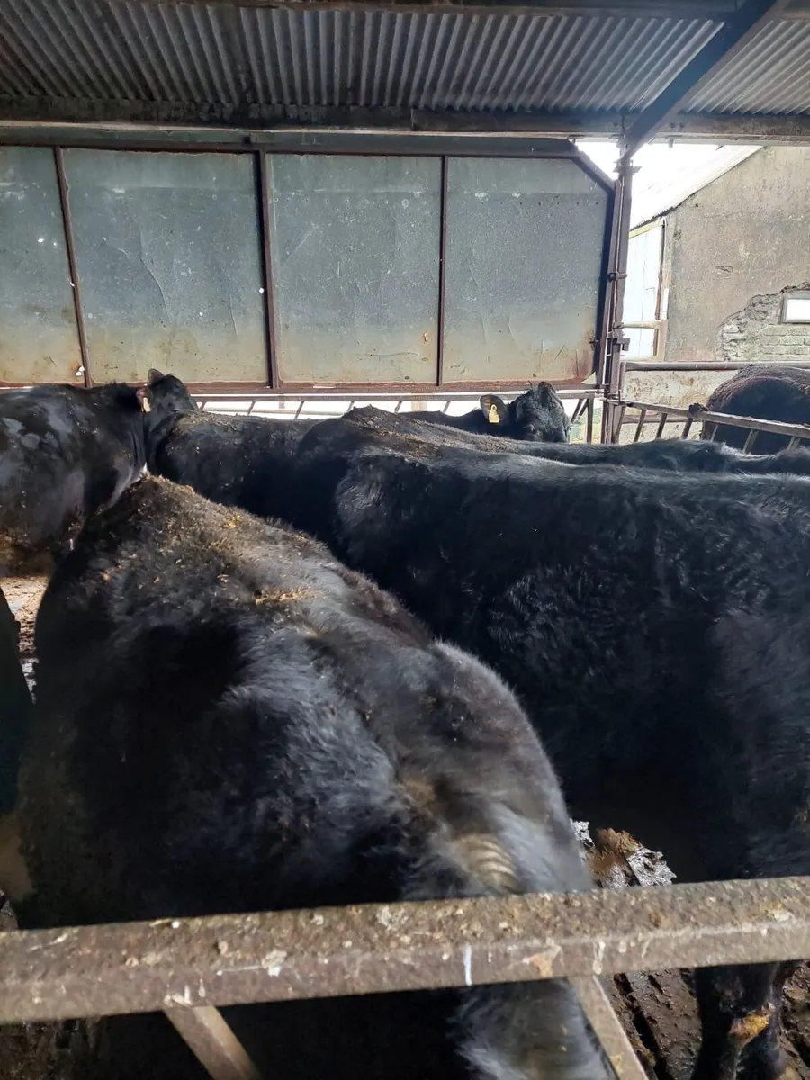 BEEF CATTLE - Image 2