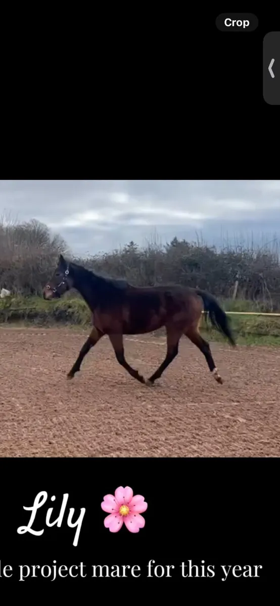 Sweet 4yo mare - Image 2