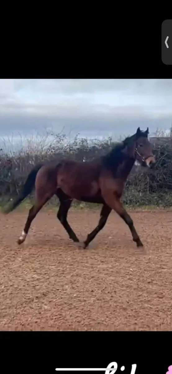 Sweet 4yo mare - Image 1