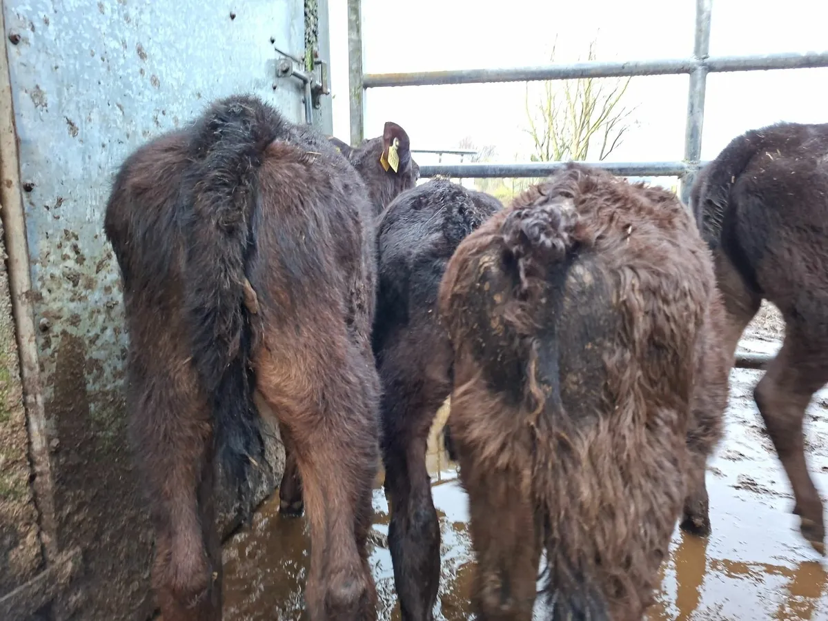 Angus Heifer  reared  Calves - Image 2