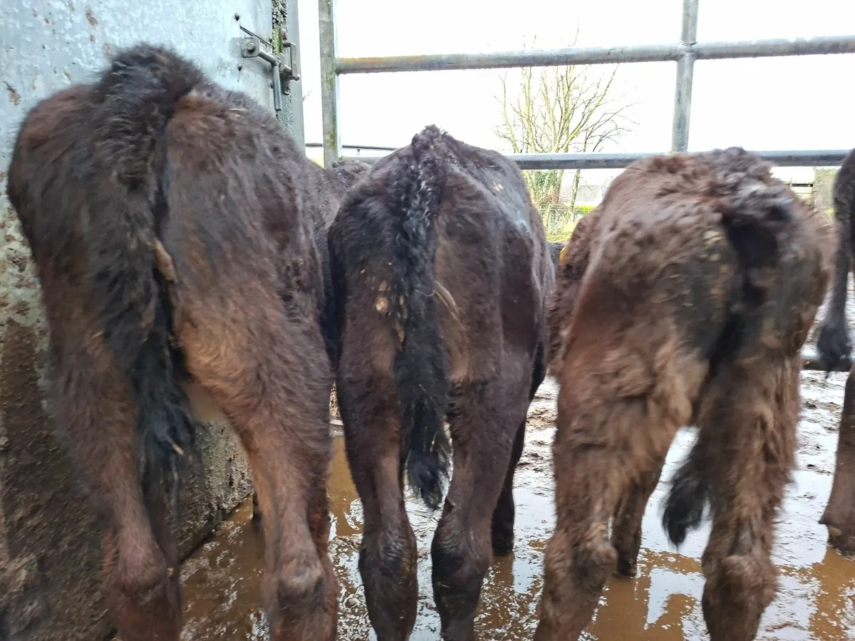 Angus Heifer  reared  Calves - Image 3