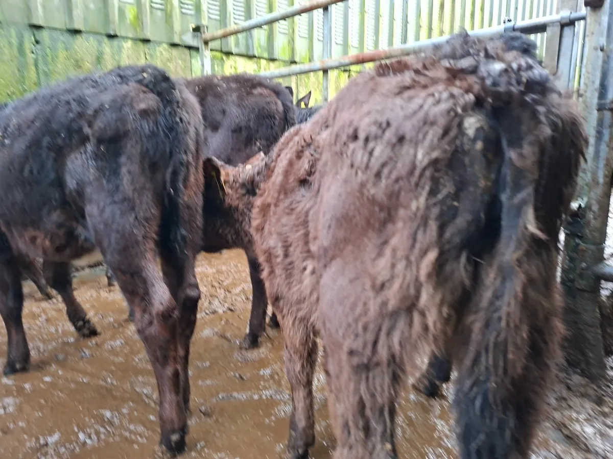 Angus Heifer  reared  Calves - Image 4