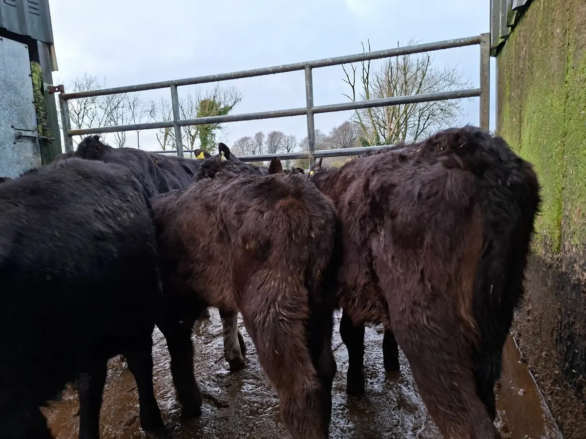 Angus Heifer  reared  Calves - Image 1