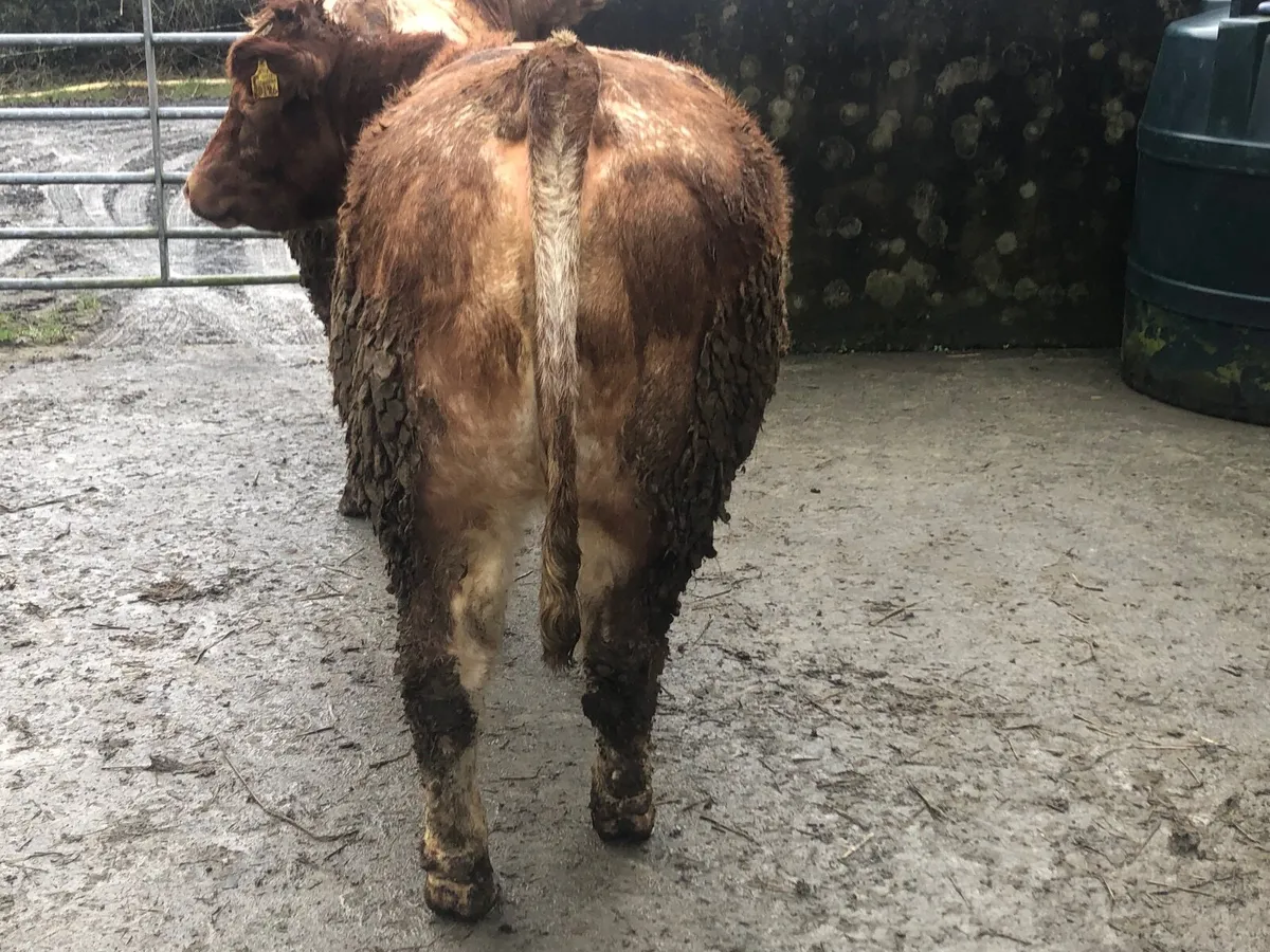 3 Roan Breeding Heifers - Image 3