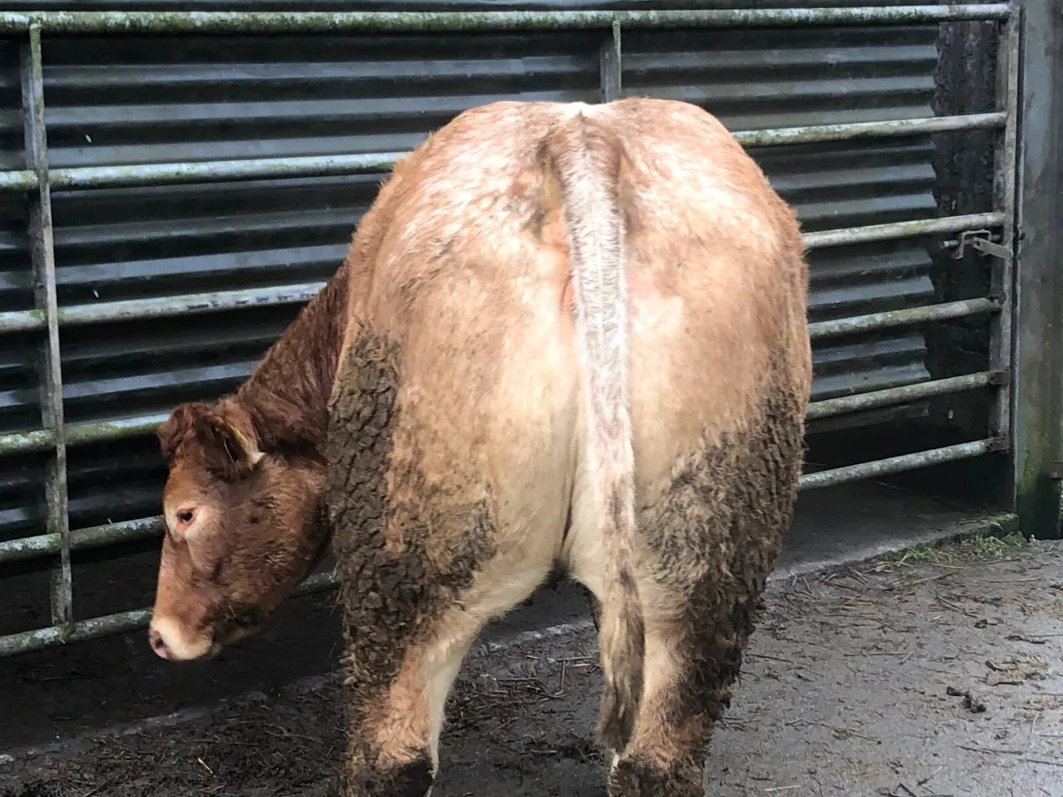 3 Roan Breeding Heifers - Image 4