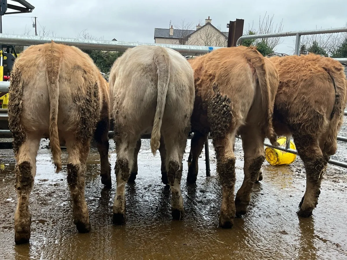 8 U Grade Charolais Heifers - Image 2