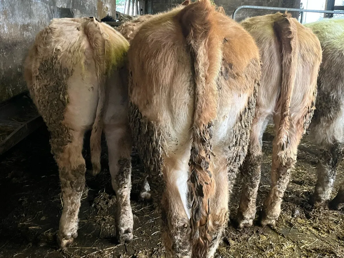 8 U Grade Charolais Heifers - Image 1