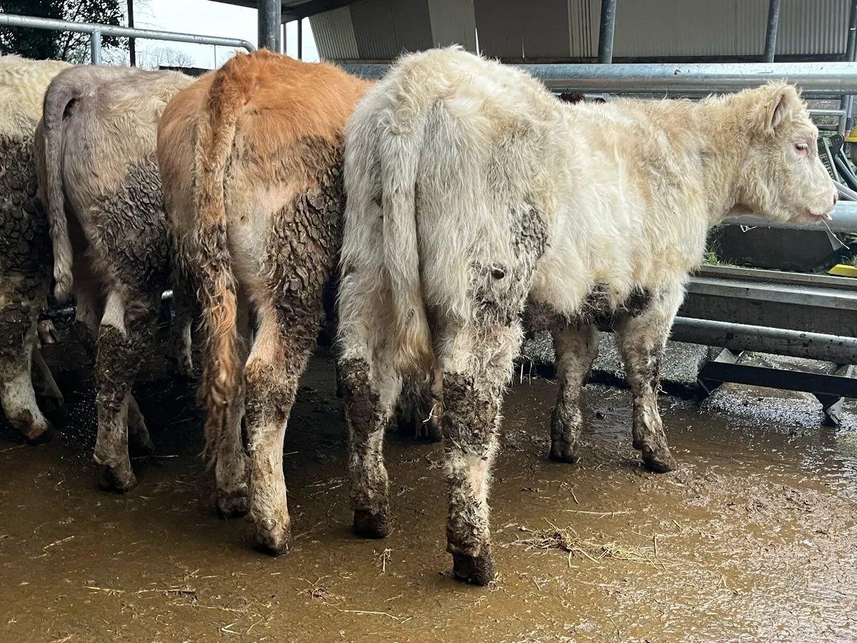 8 U Grade Charolais Heifers - Image 3