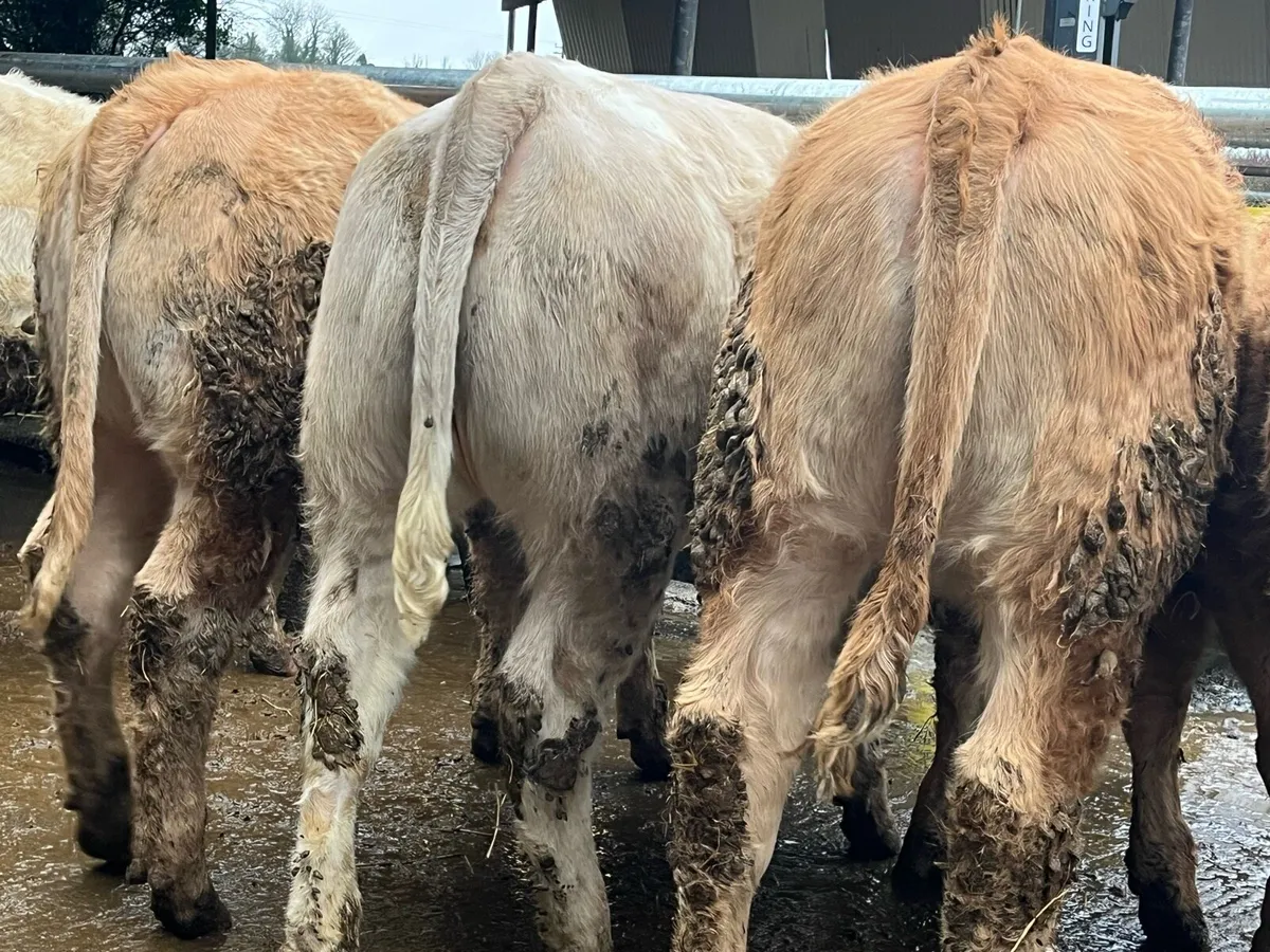 8 U Grade Charolais Heifers - Image 4