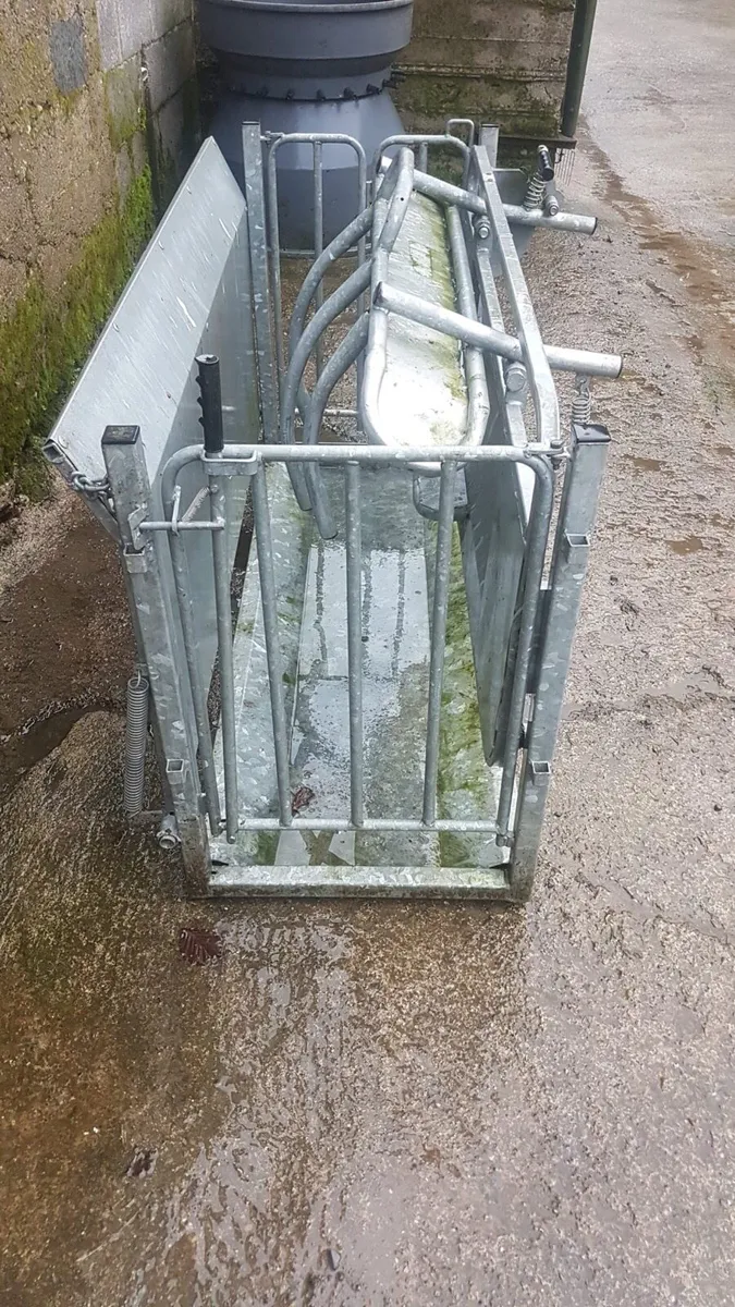 Cormac sheep turn over crate - Image 3