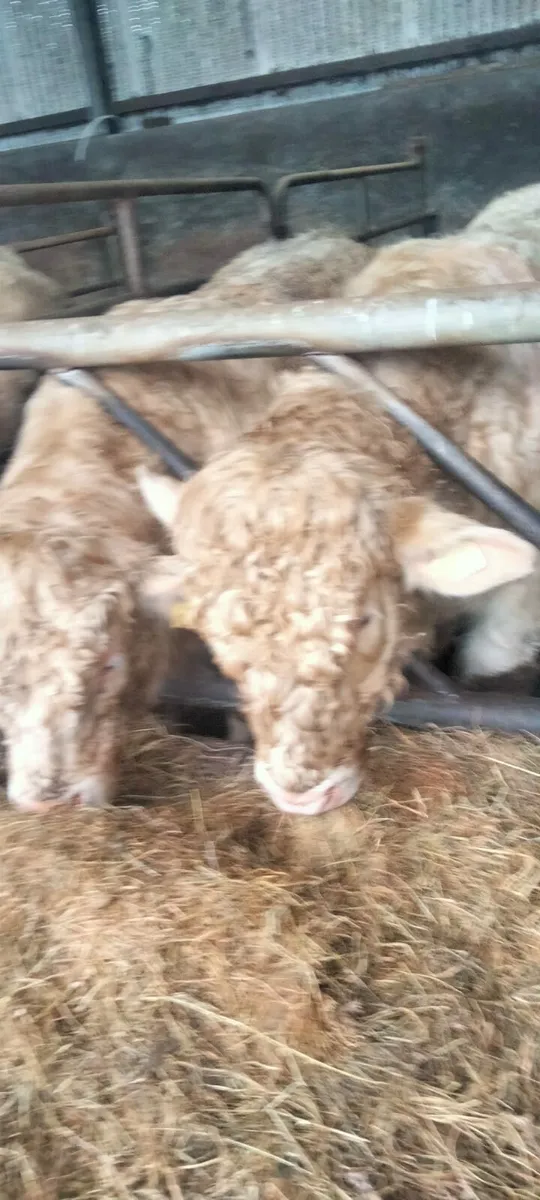 3 Pedigree Registered Charolais Bulls - Image 2