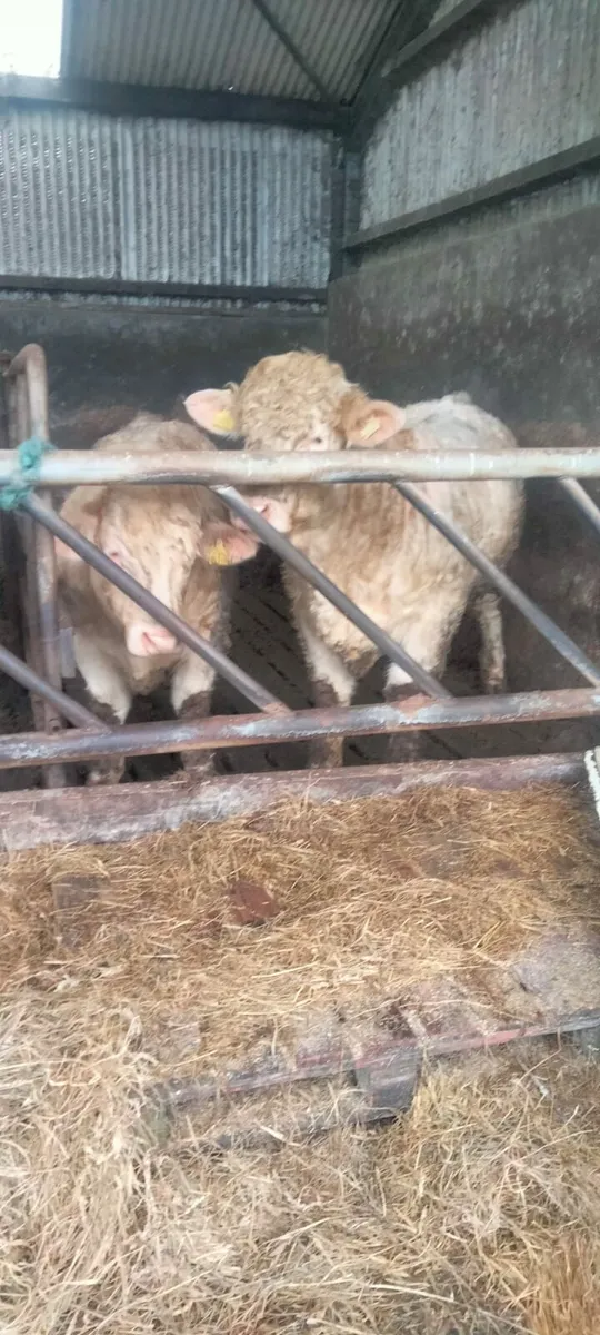 3 Pedigree Registered Charolais Bulls - Image 1