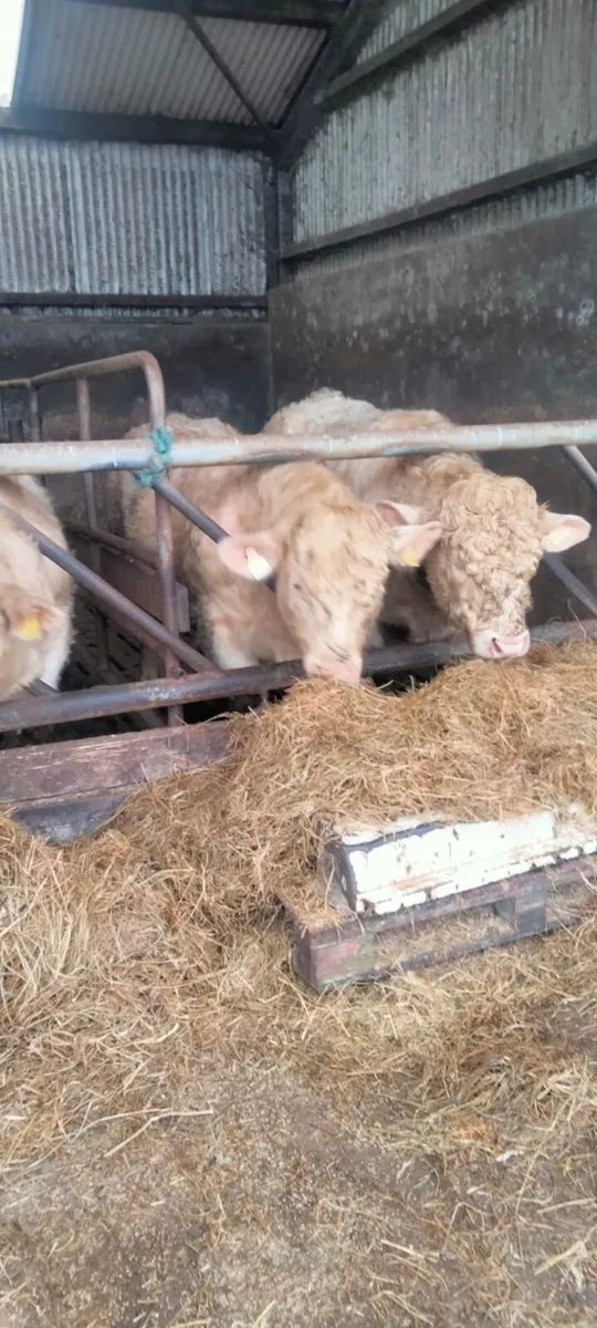 3 Pedigree Registered Charolais Bulls - Image 3