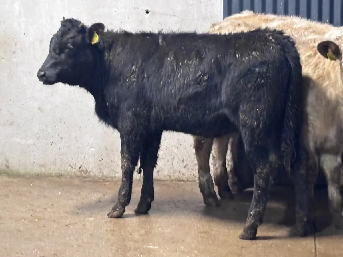 3 top quality continental Weanlings for sale - Image 3